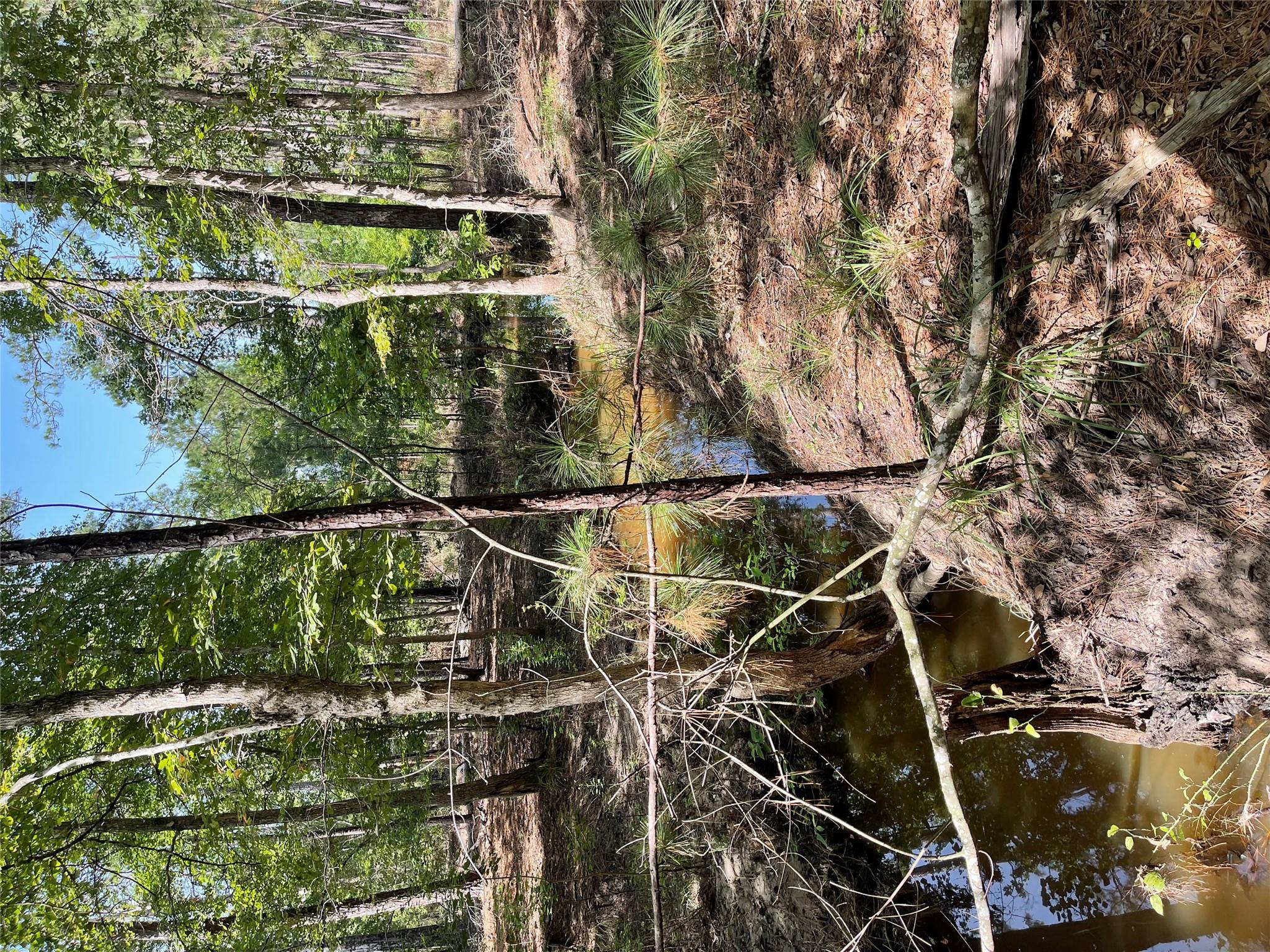 29 Live Oak Dr, Browndell, TX 75931