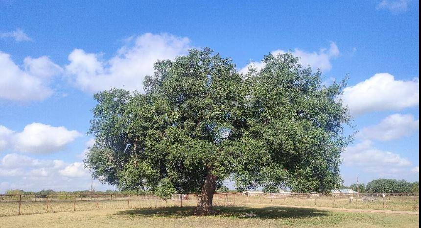 3550 County Road 245, Florence, TX 76527