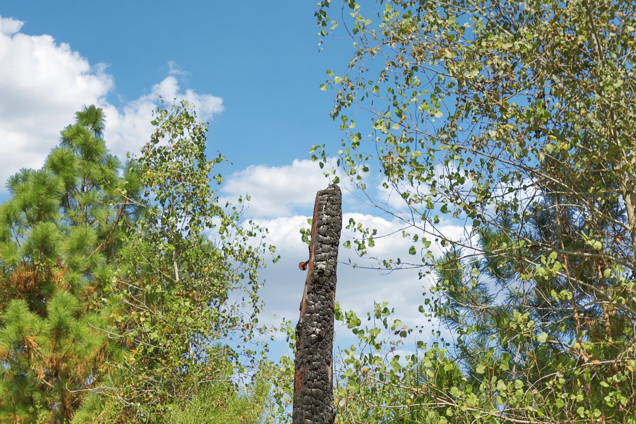 122 Rolling Pines Dr, Smithville, TX 78957