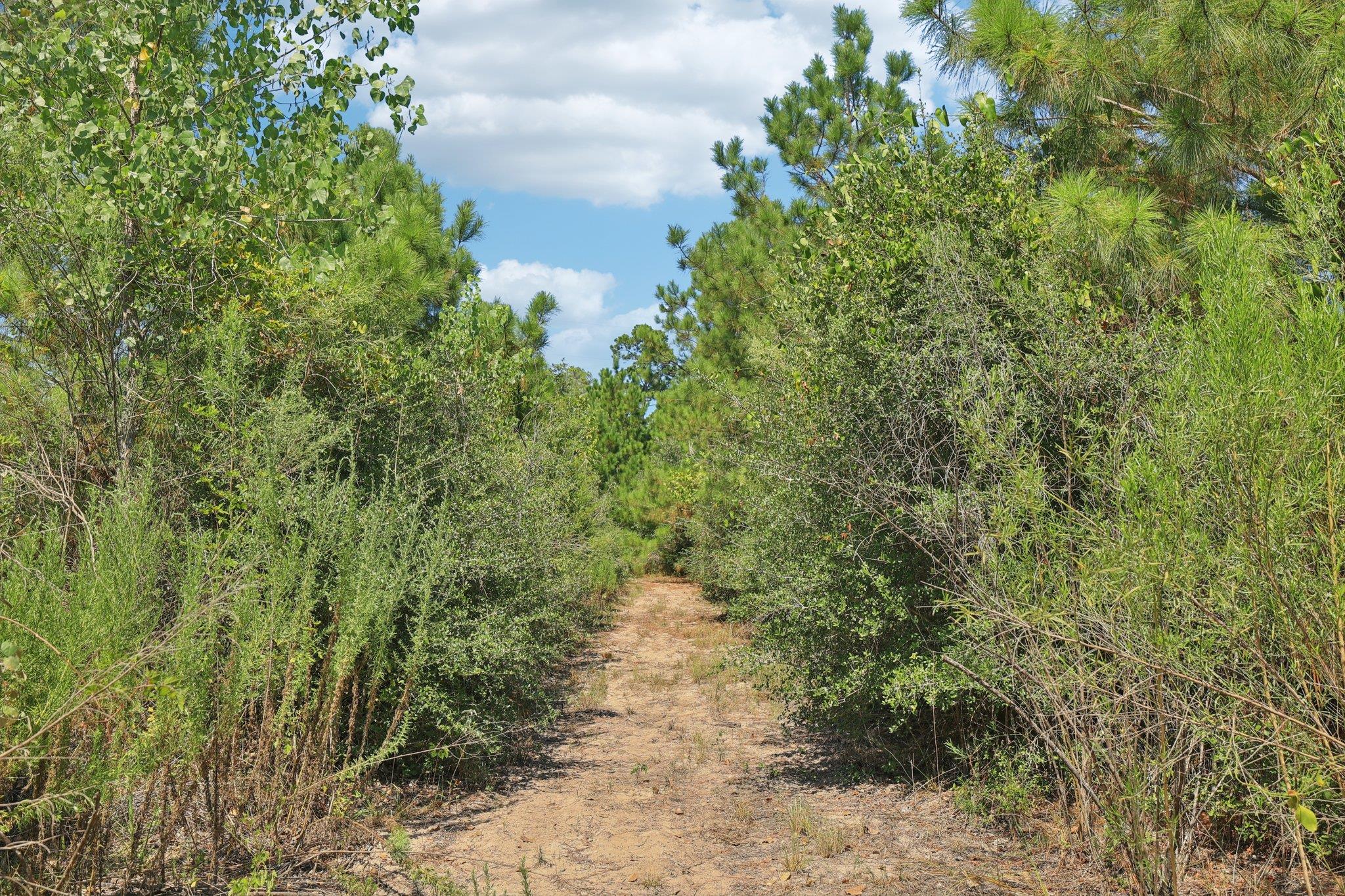 122 Rolling Pines Dr, Smithville, TX 78957