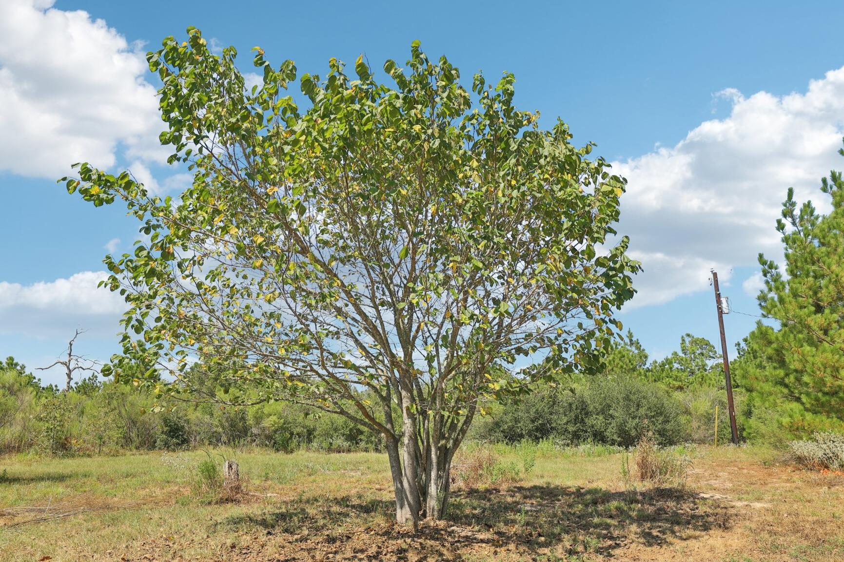 122 Rolling Pines Dr, Smithville, TX 78957