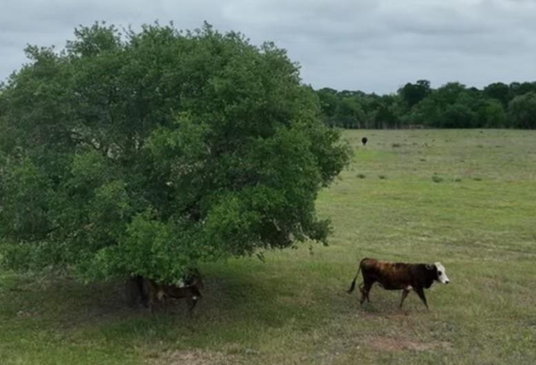 Lot 5 TBD County Road 127 Rd, Ledbetter, TX 78946