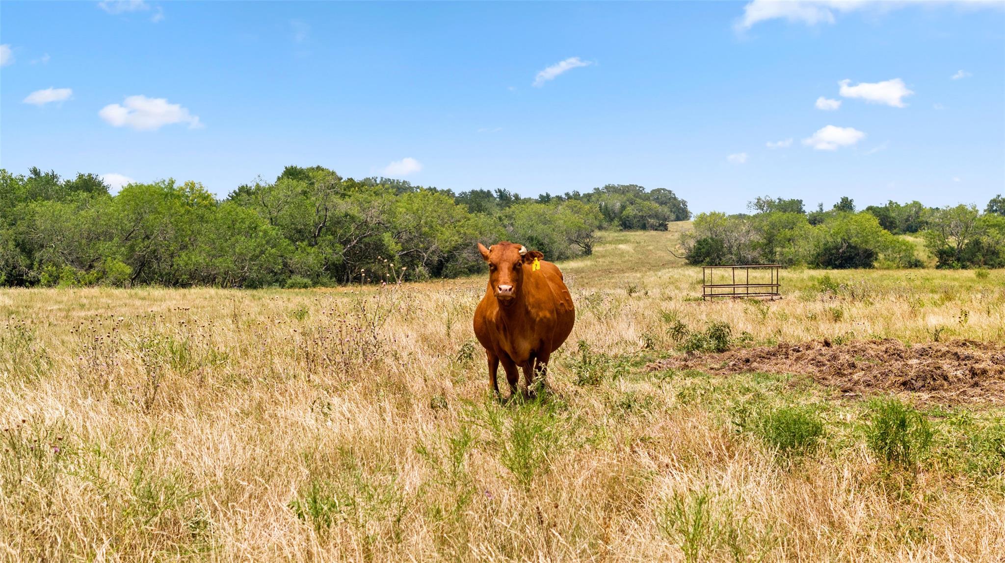 6035 State Park Rd, Lockhart, TX 78644