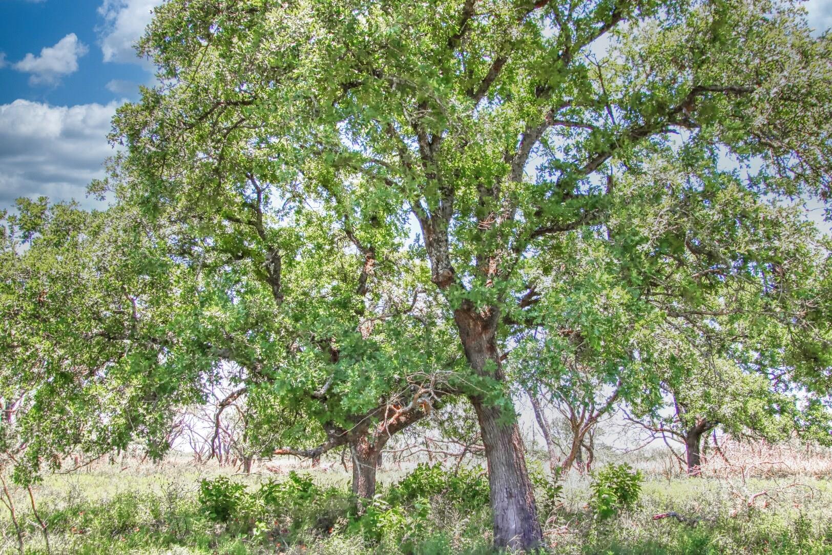 Lot 4 RM 1323, Willow City, TX 78675