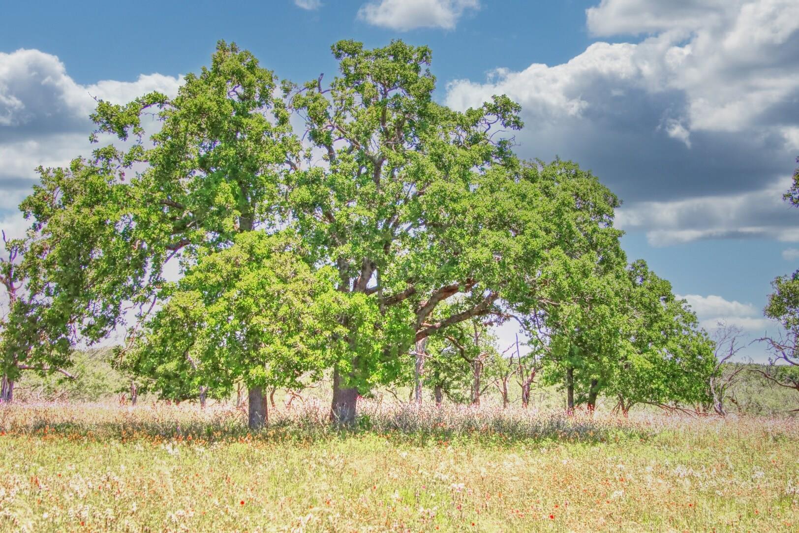 Lot 4 RM 1323, Willow City, TX 78675