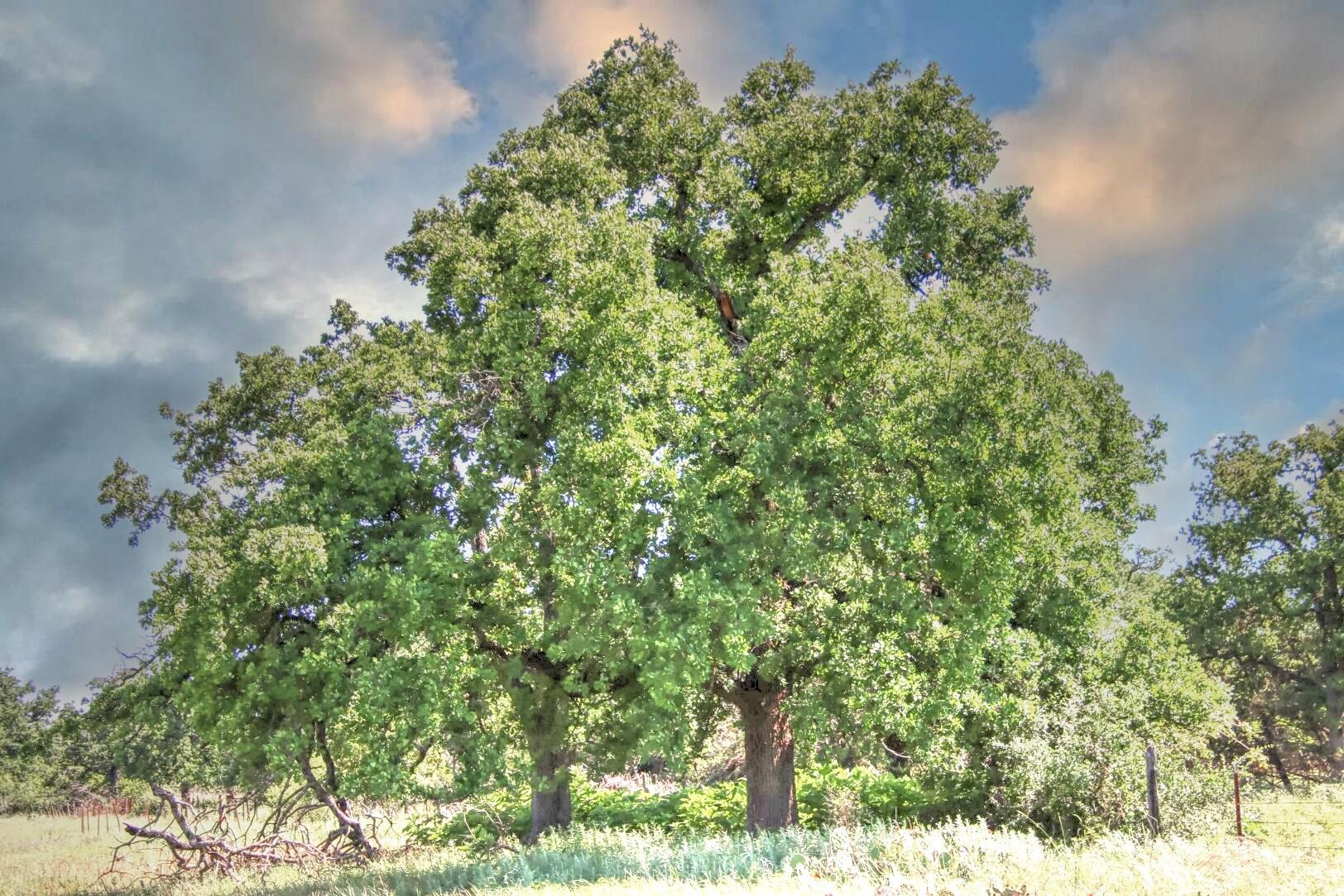 Lot 4 RM 1323, Willow City, TX 78675