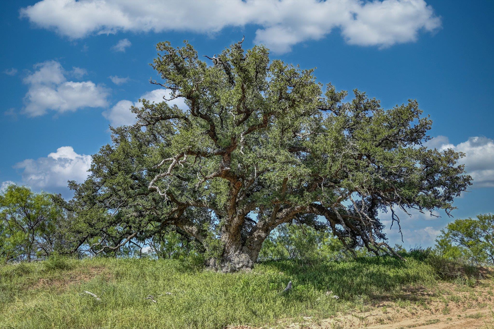 18601 County Road 214, Brookesmith, TX 76827