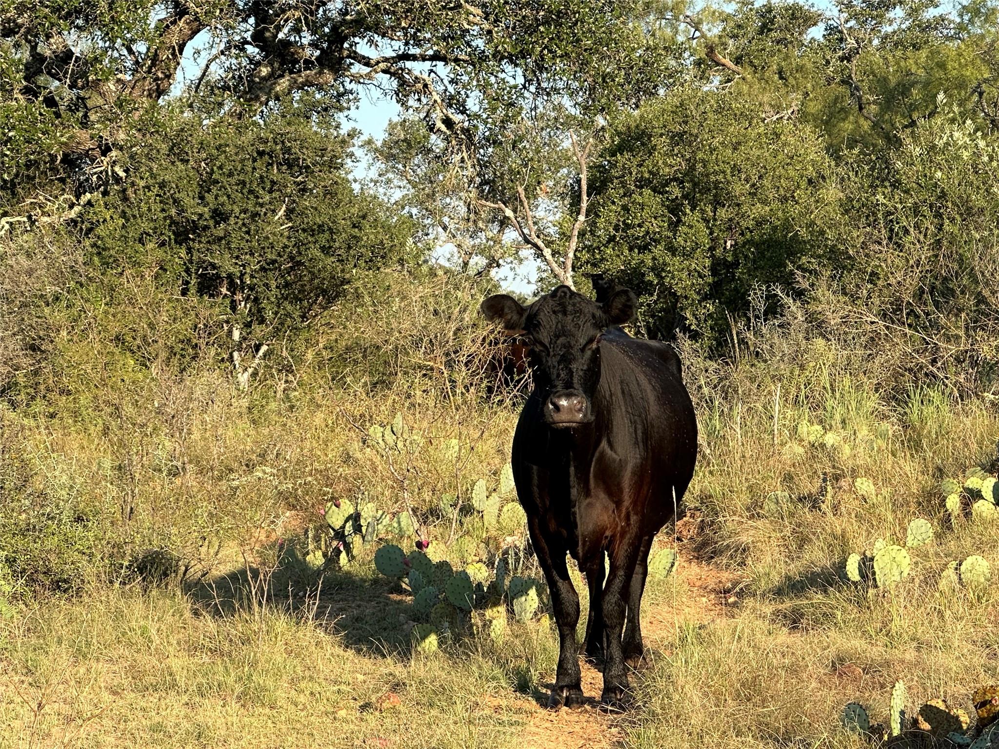 2976 Lower Willow Creek Rd, Mason, TX 76820