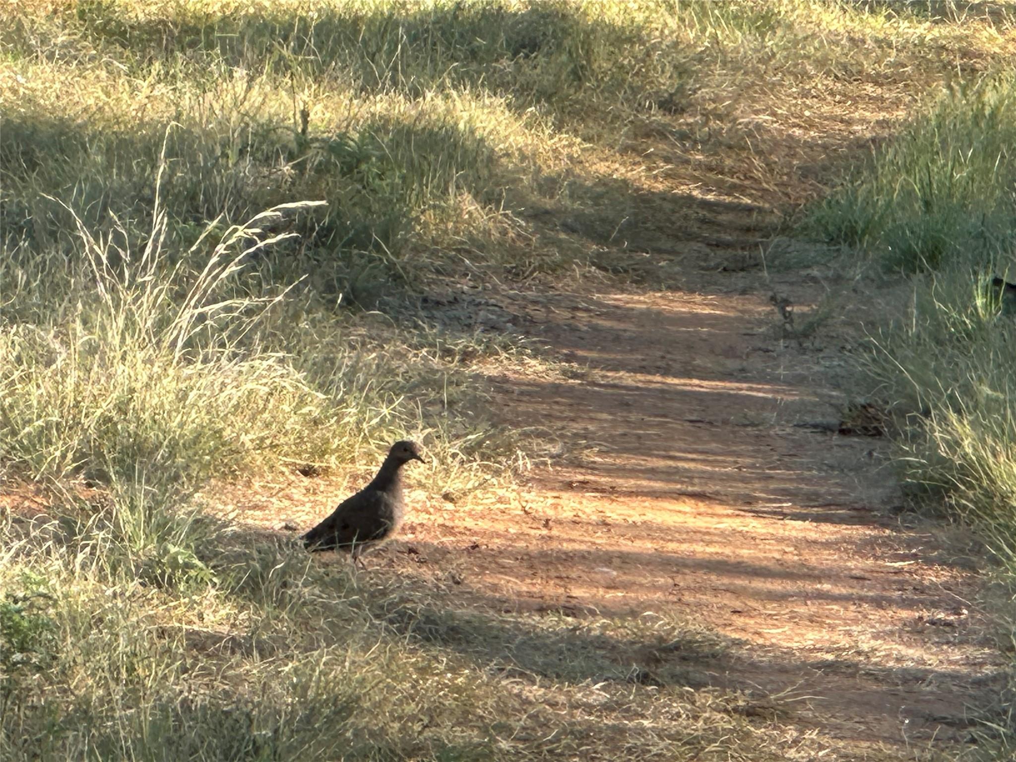 2976 Lower Willow Creek Rd, Mason, TX 76820