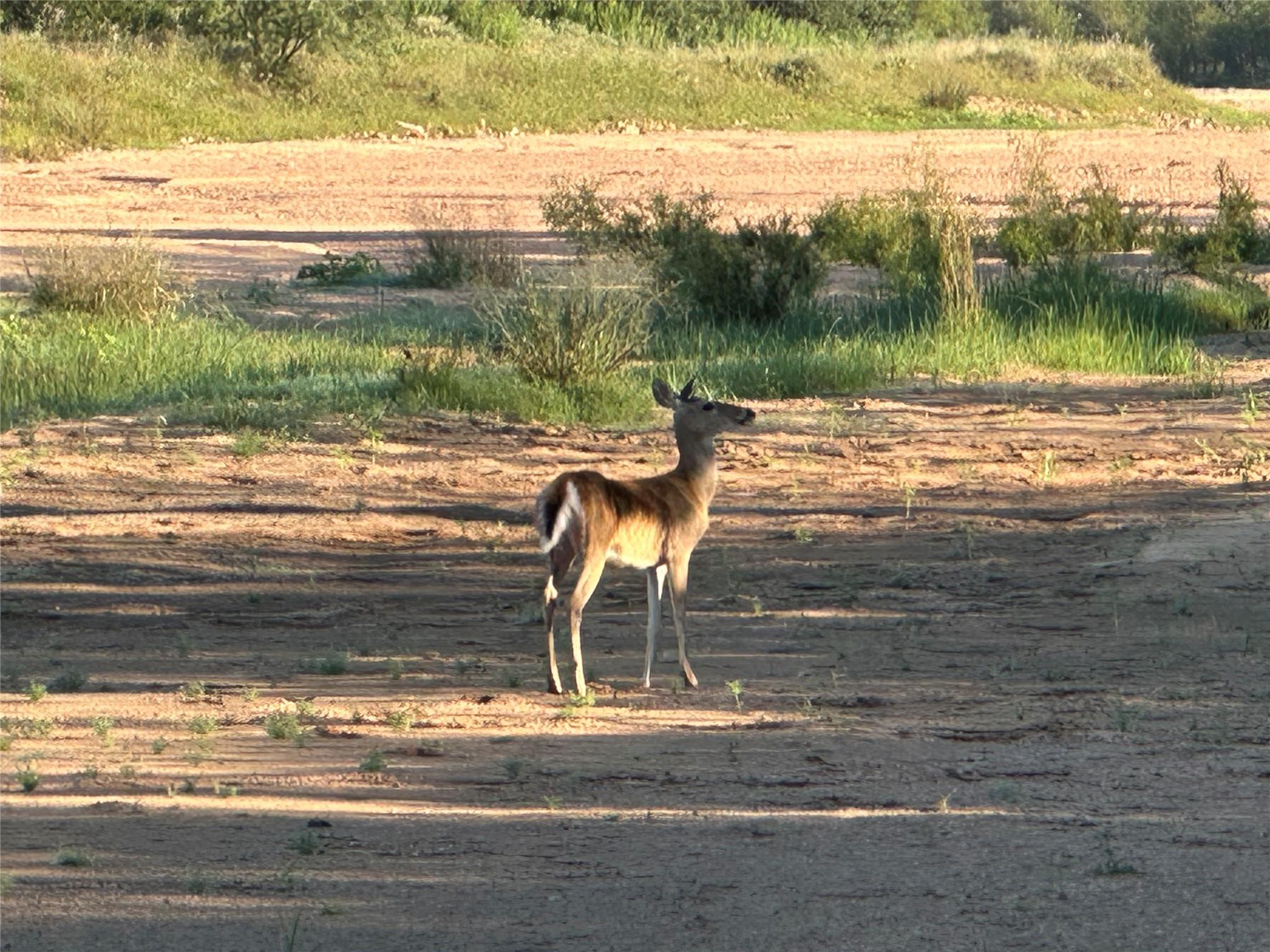 2976 Lower Willow Creek Rd, Mason, TX 76820