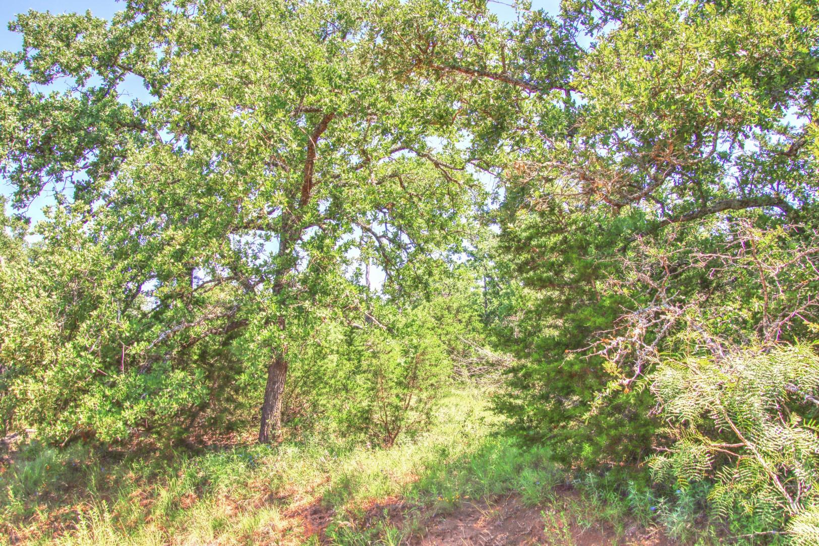 Lot 5 RM 1323, Willow City, TX 78675