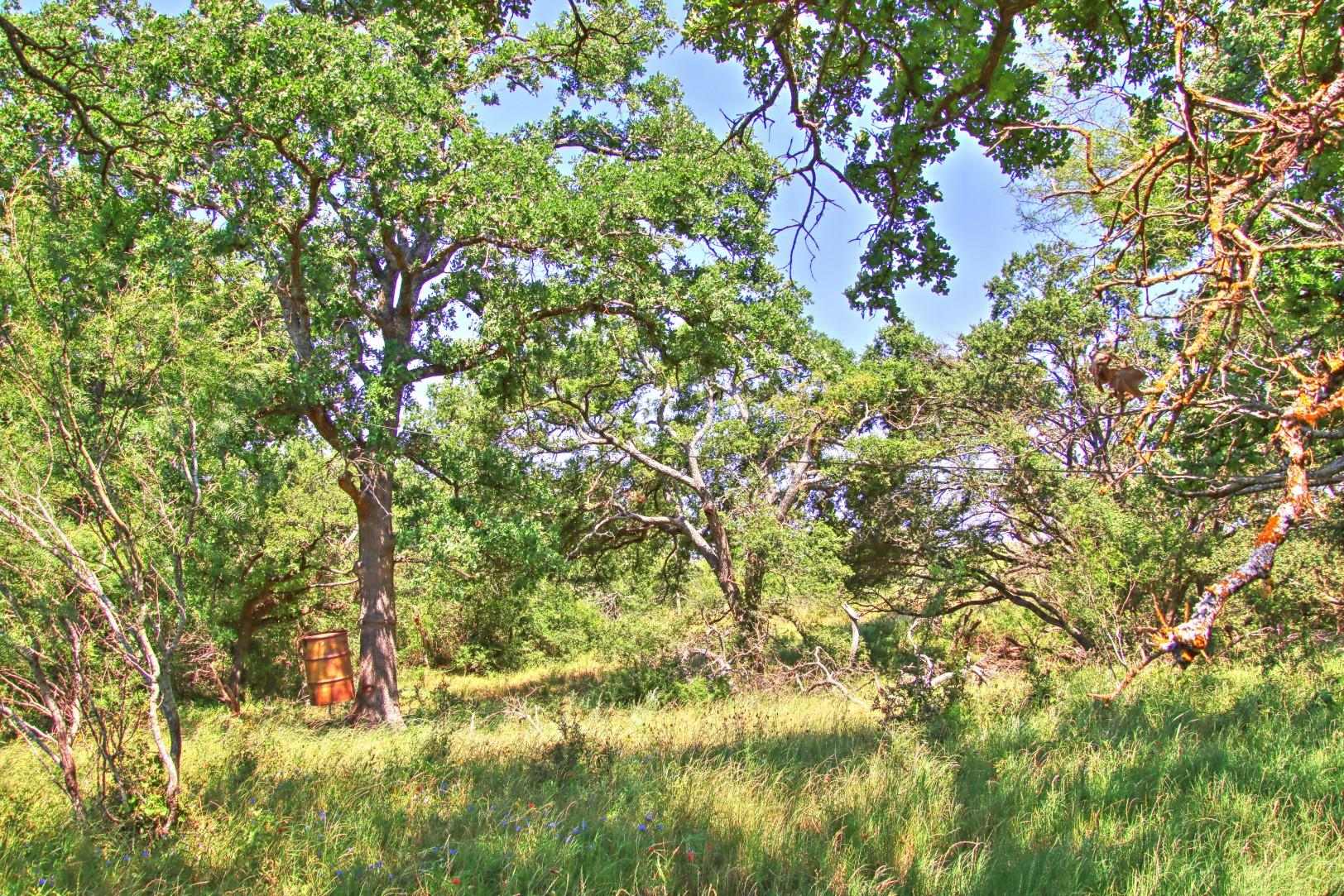 Lot 5 RM 1323, Willow City, TX 78675