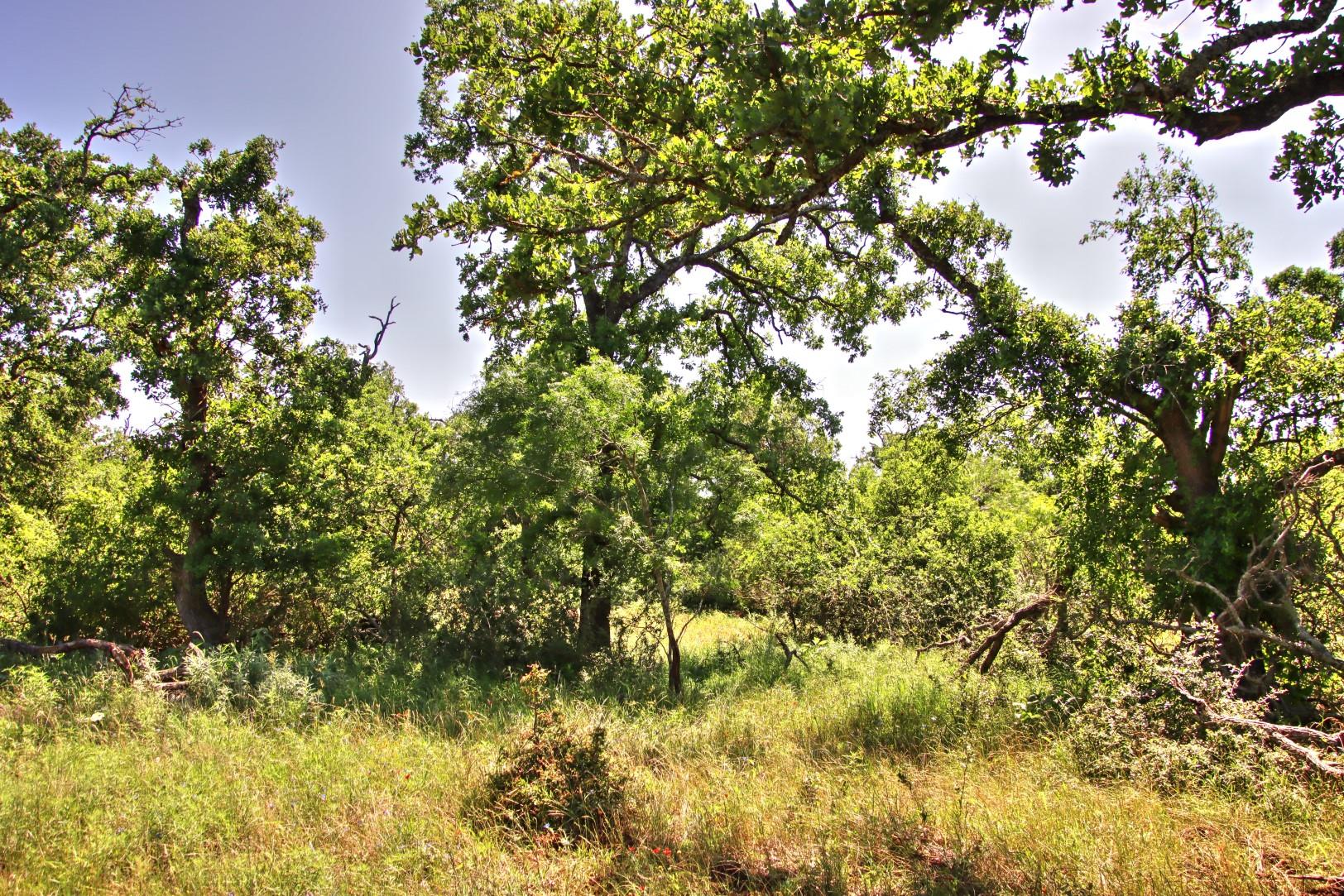 Lot 5 RM 1323, Willow City, TX 78675