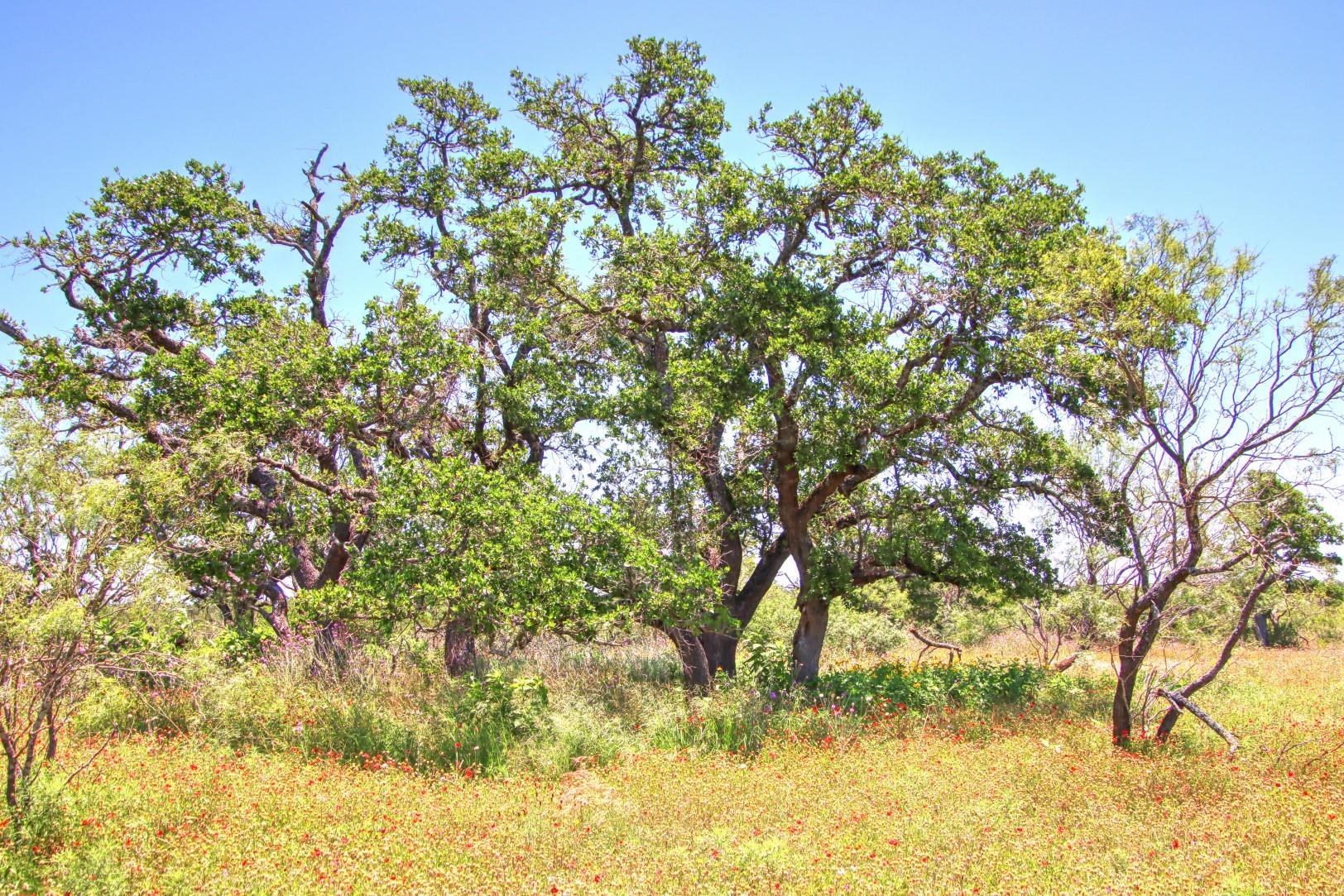 Lot 5 RM 1323, Willow City, TX 78675