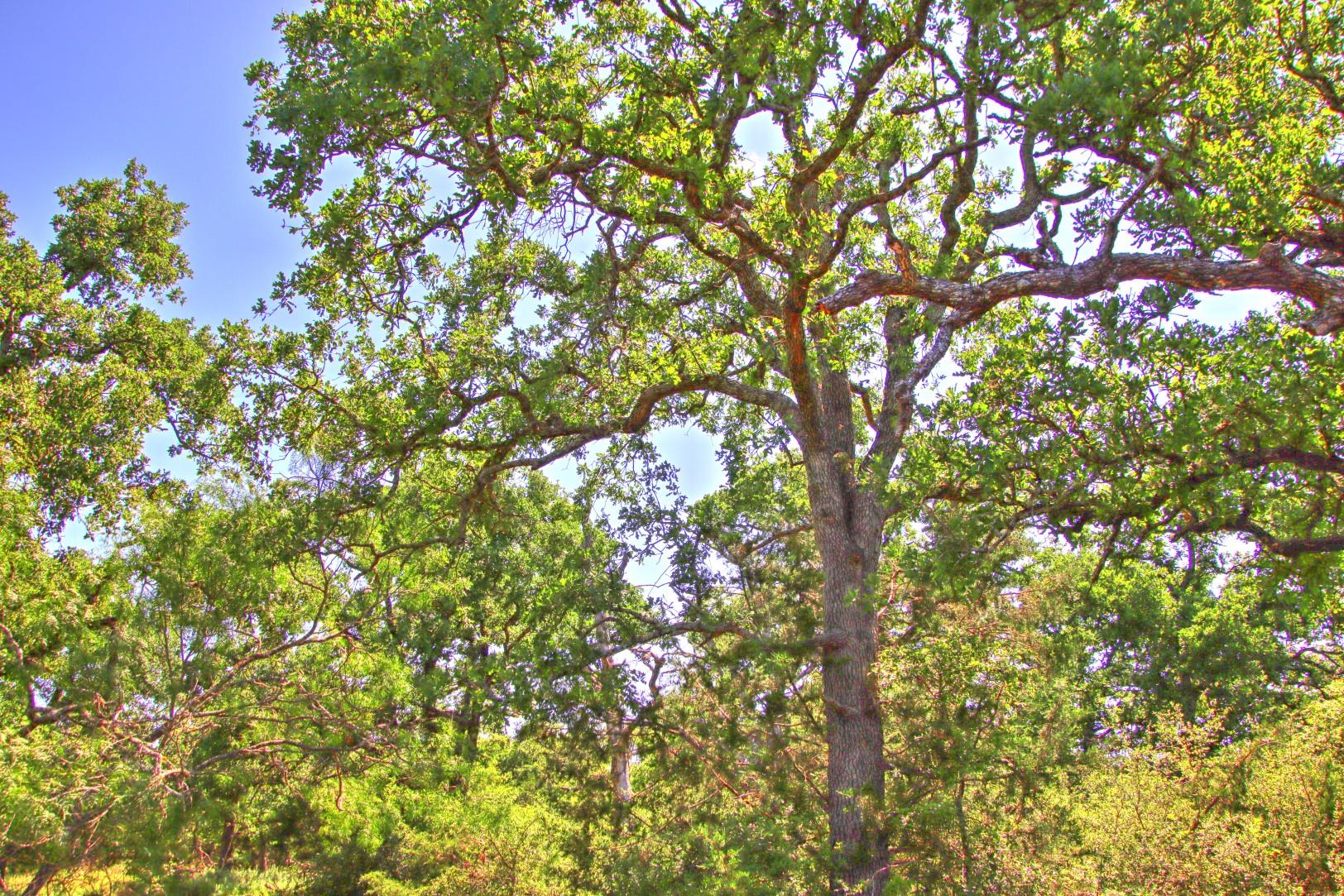 Lot 5 RM 1323, Willow City, TX 78675