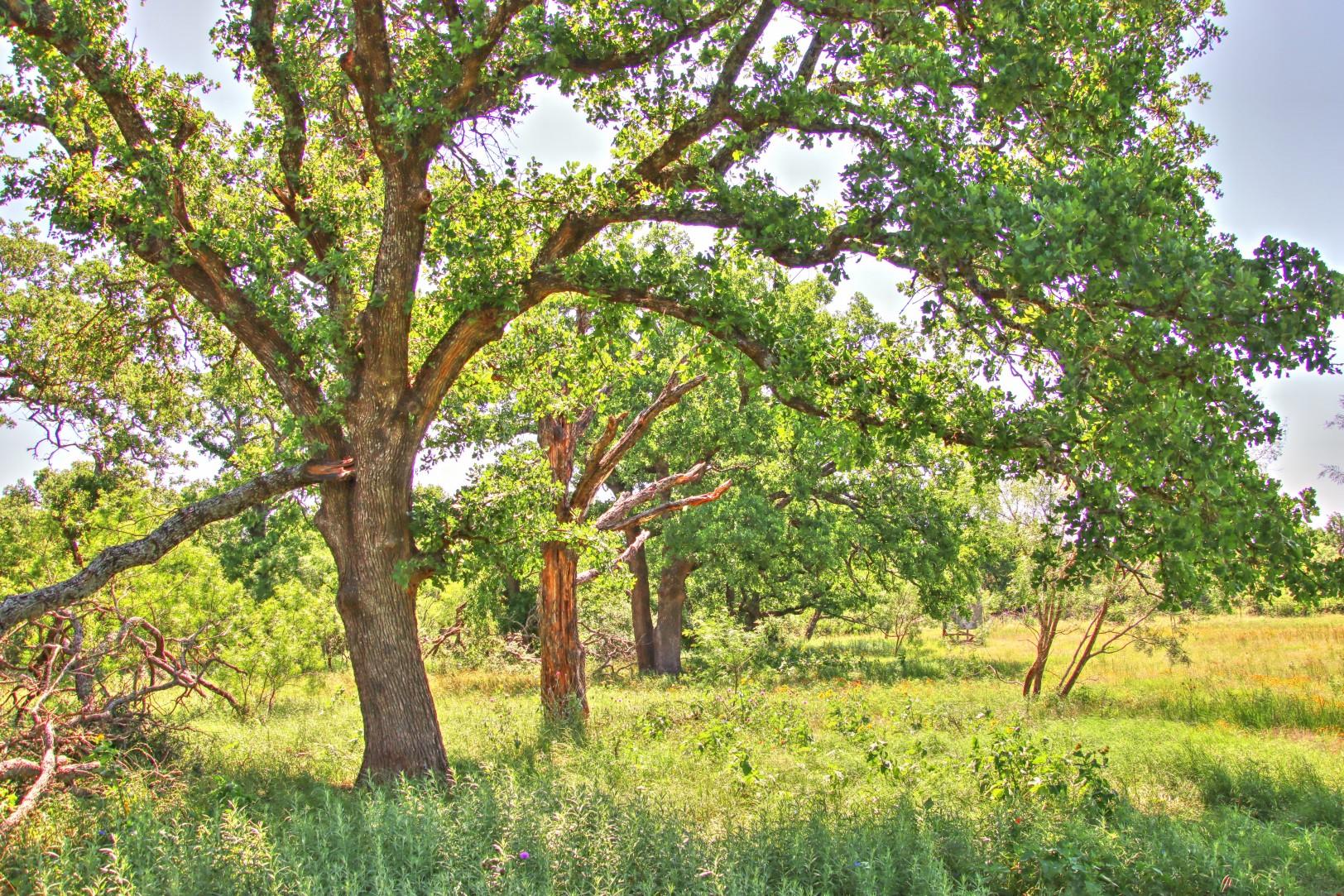 Lot 5 RM 1323, Willow City, TX 78675