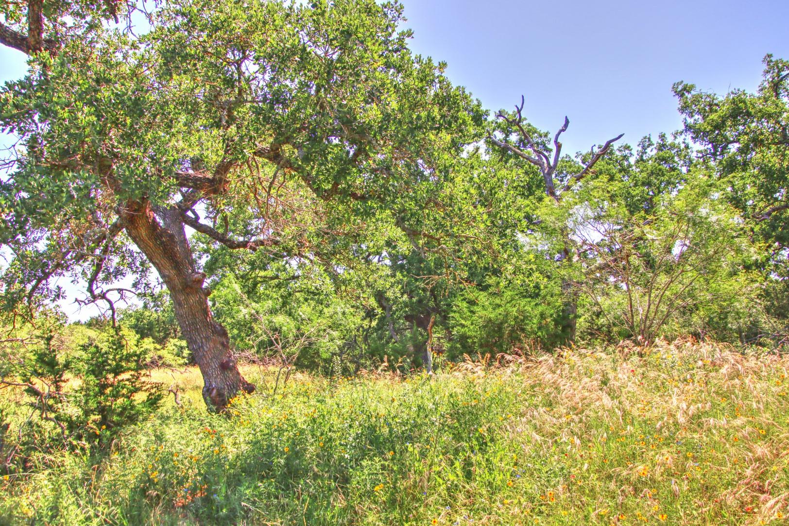 Lot 5 RM 1323, Willow City, TX 78675