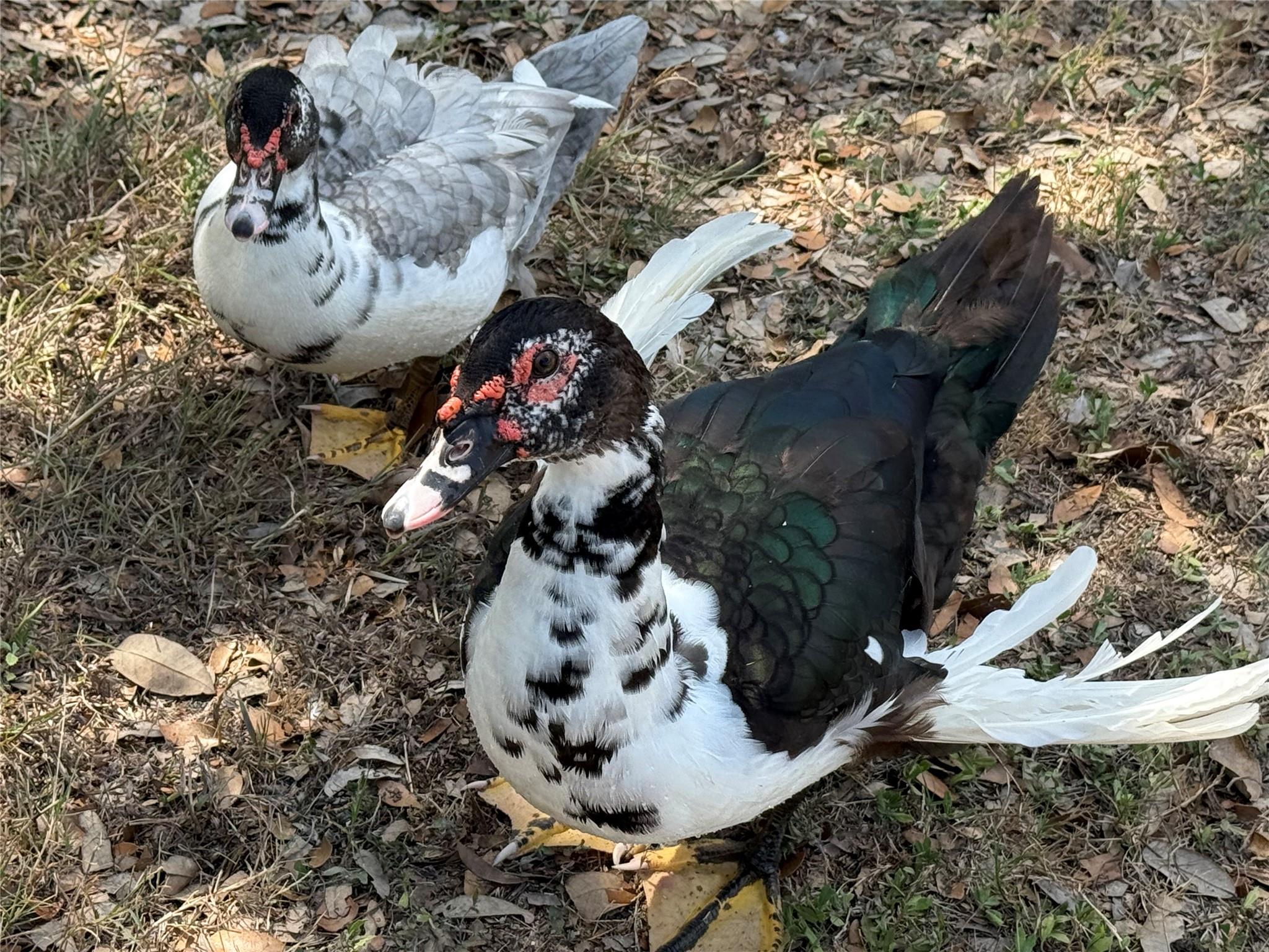 10300 Little Creek Cir, Dripping Springs, TX 78620