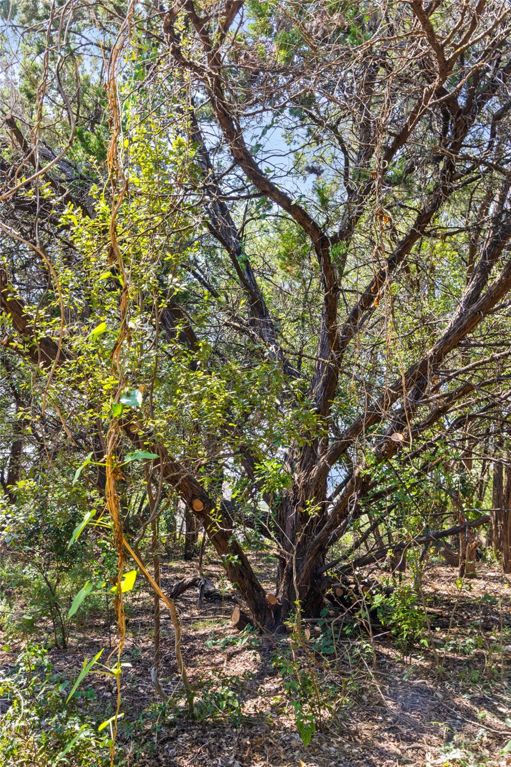 212 Hazeltine Dr, Lakeway, TX 78734