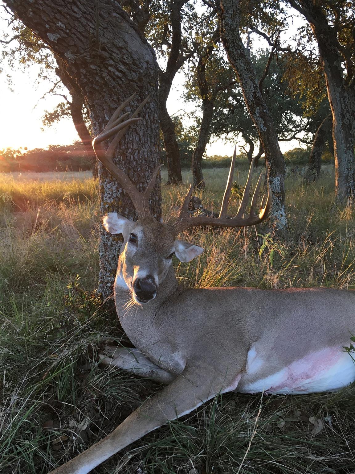 380 CR 262, Goldthwaite, TX 76844