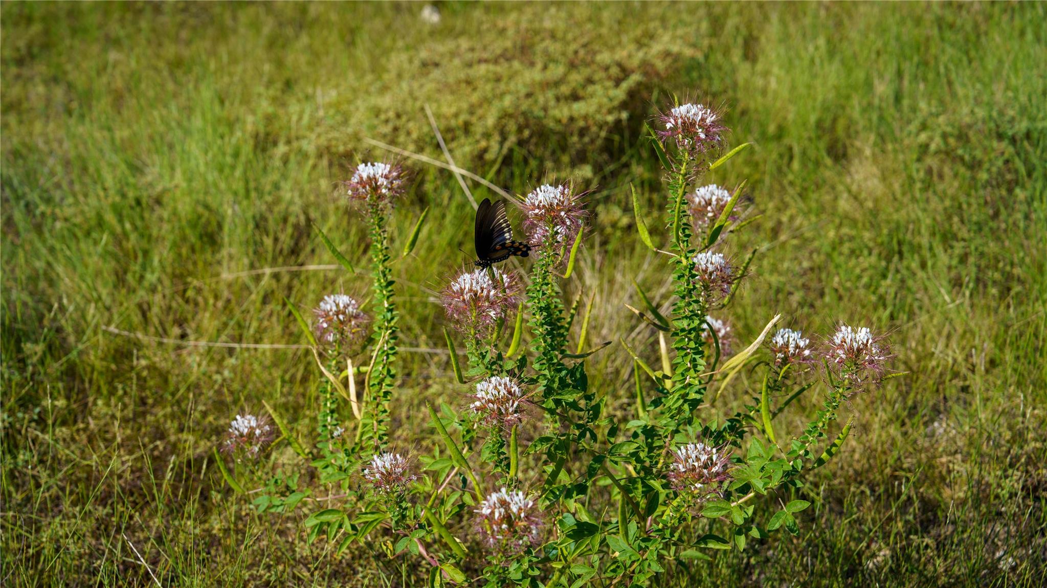 150 Branched Out Trail, Kerrville, TX 78028