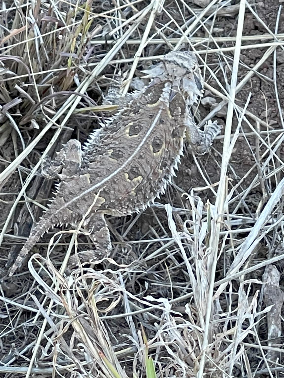 906 CR 235, Aspermont, TX 79502