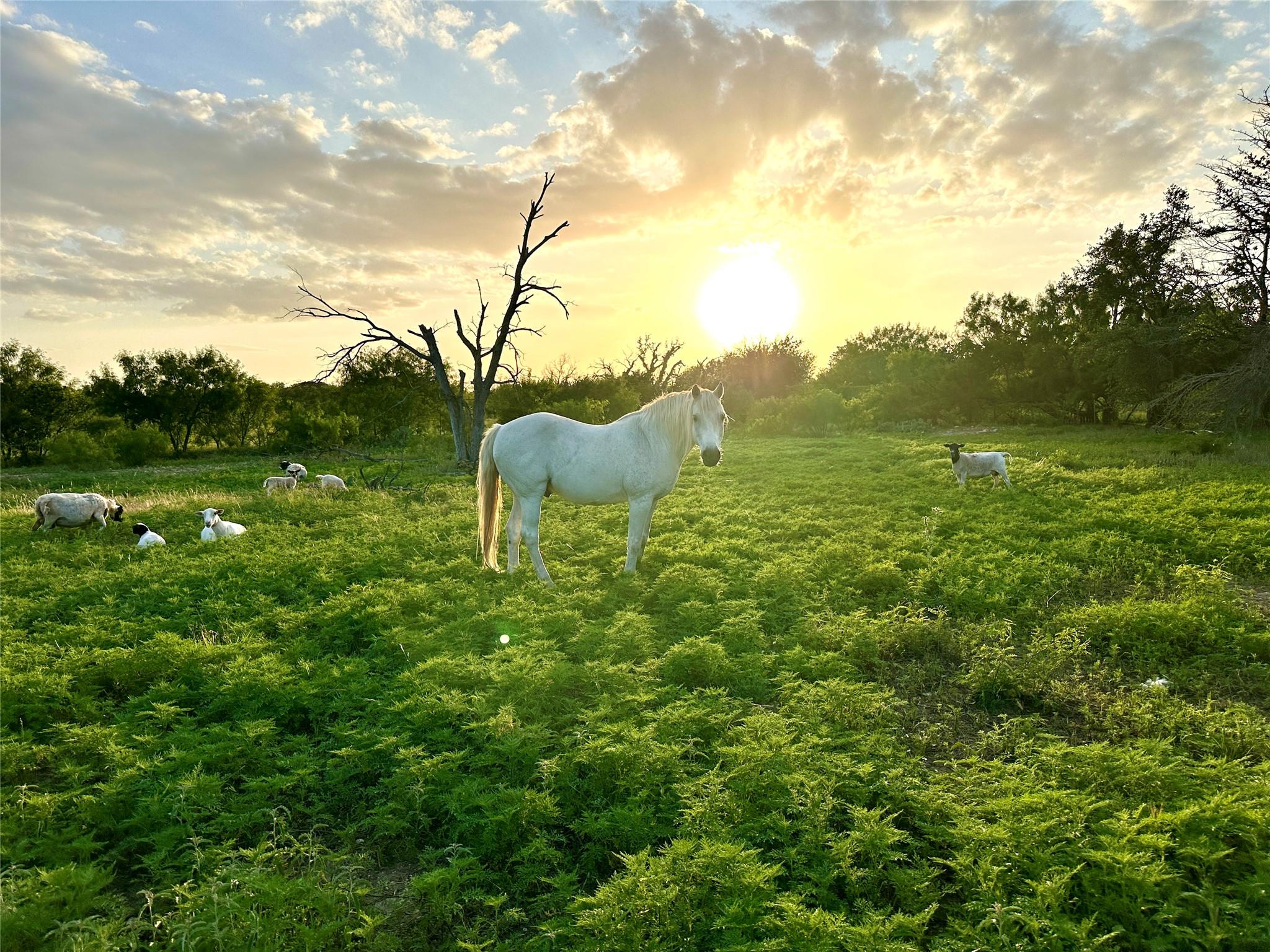 1081 FM 218, Zephyr, TX 76890