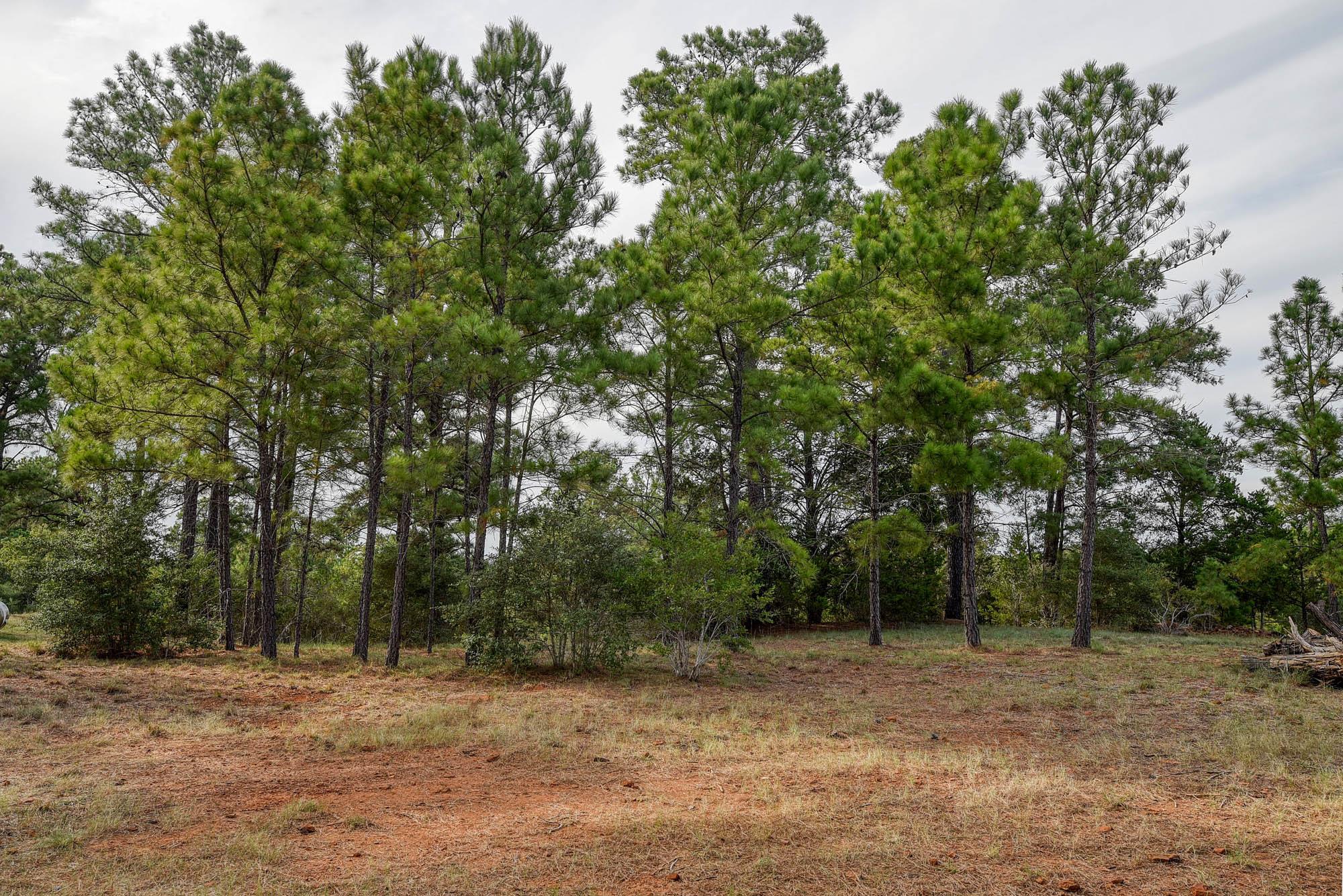 166 Sandy Rd, Rosanky, TX 78953