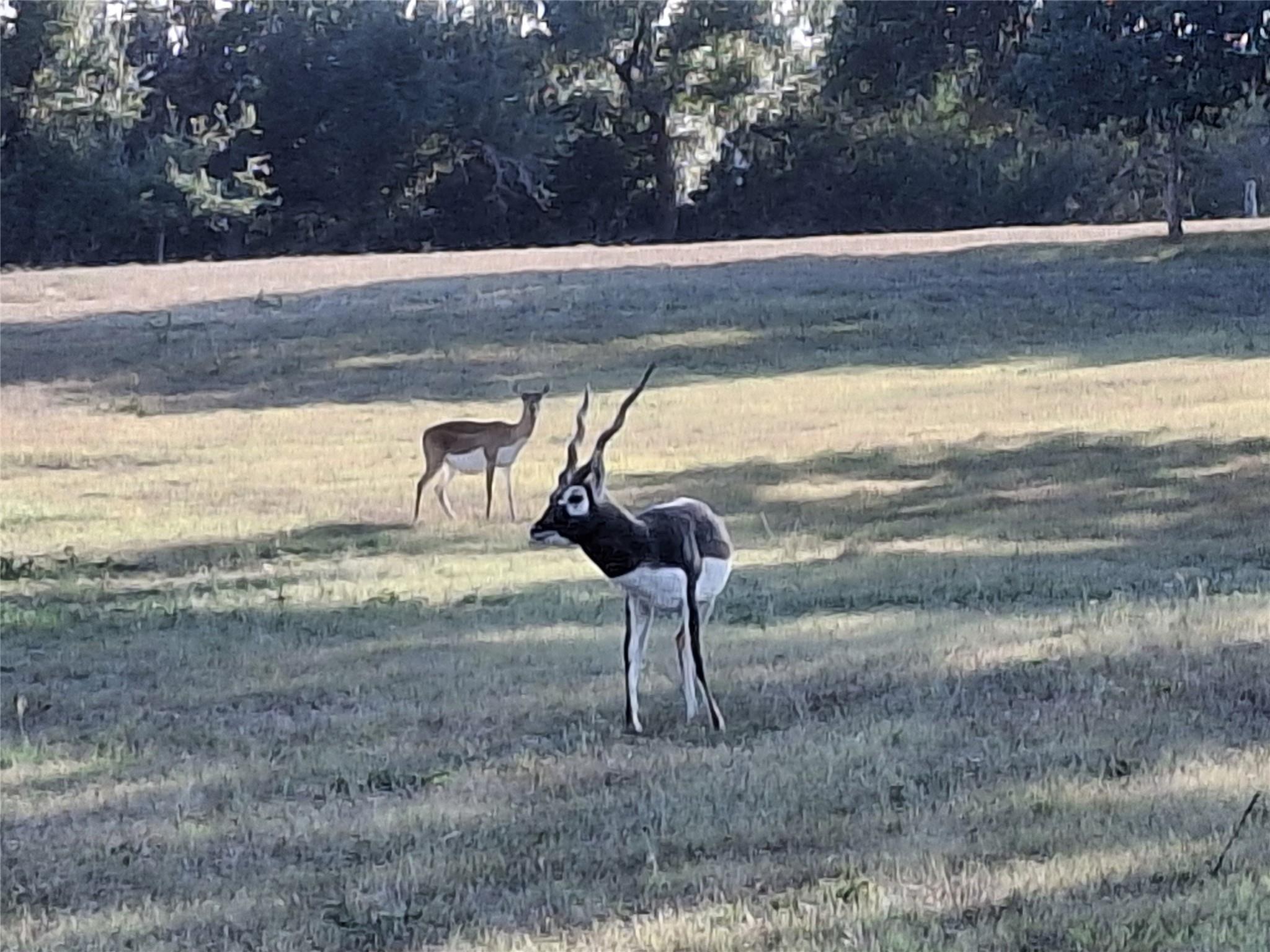 1059 Ranger Ridge Aly, New Braunfels, TX 78132