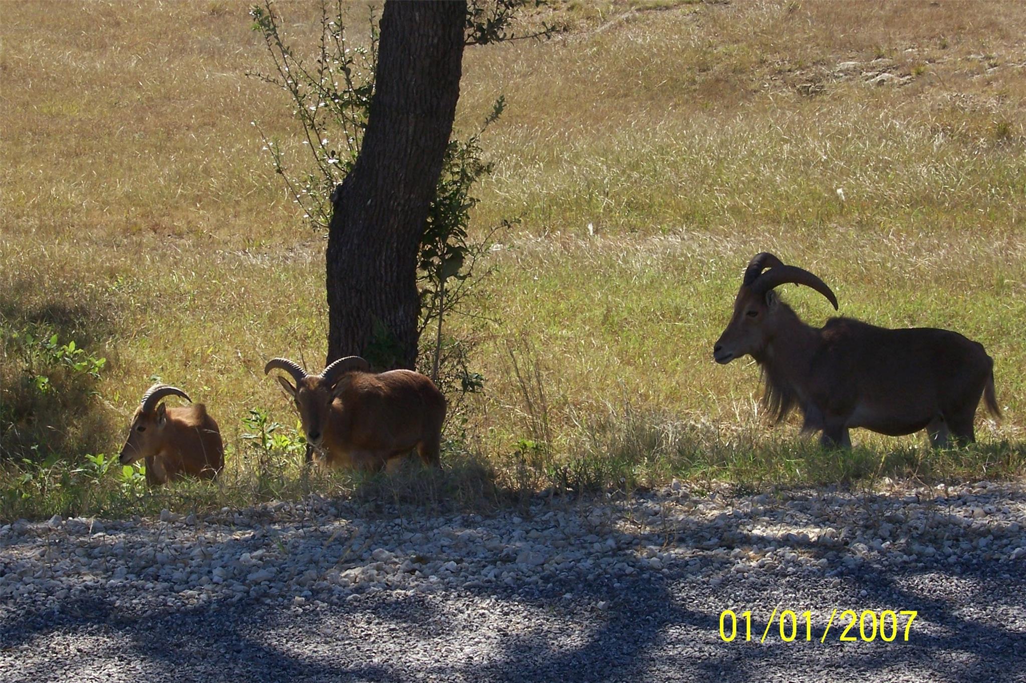 1059 Ranger Ridge Aly, New Braunfels, TX 78132