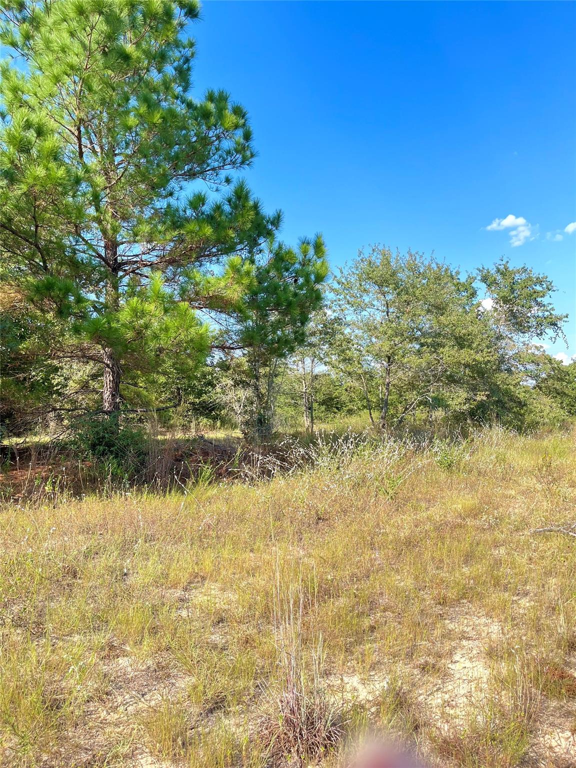 TBD Ponderosa Loop, Paige, TX 78659