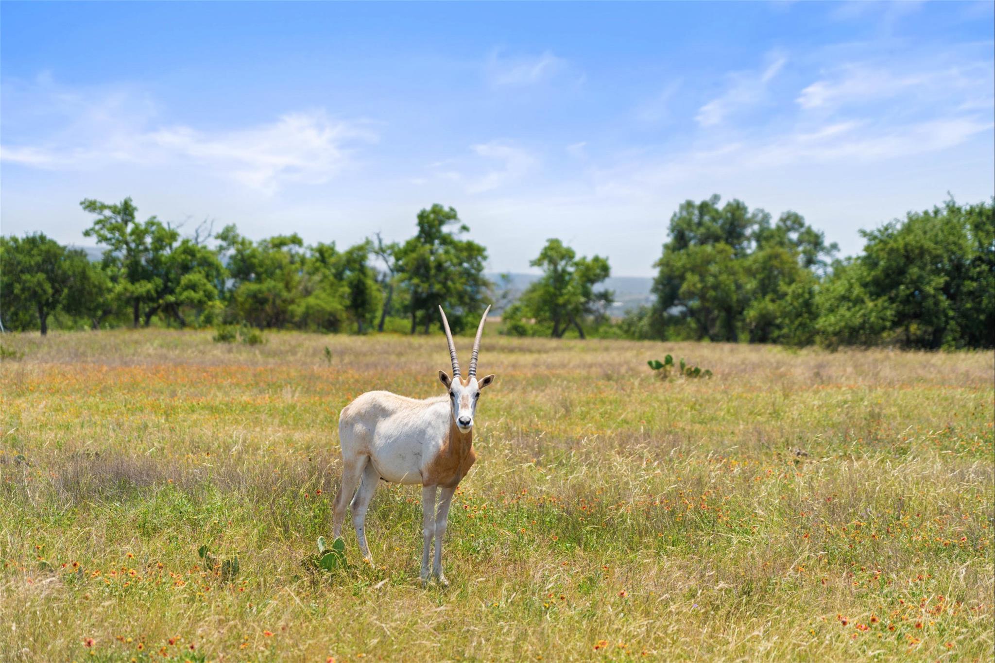 234 Elk Run Cv, Blanco, TX 78606