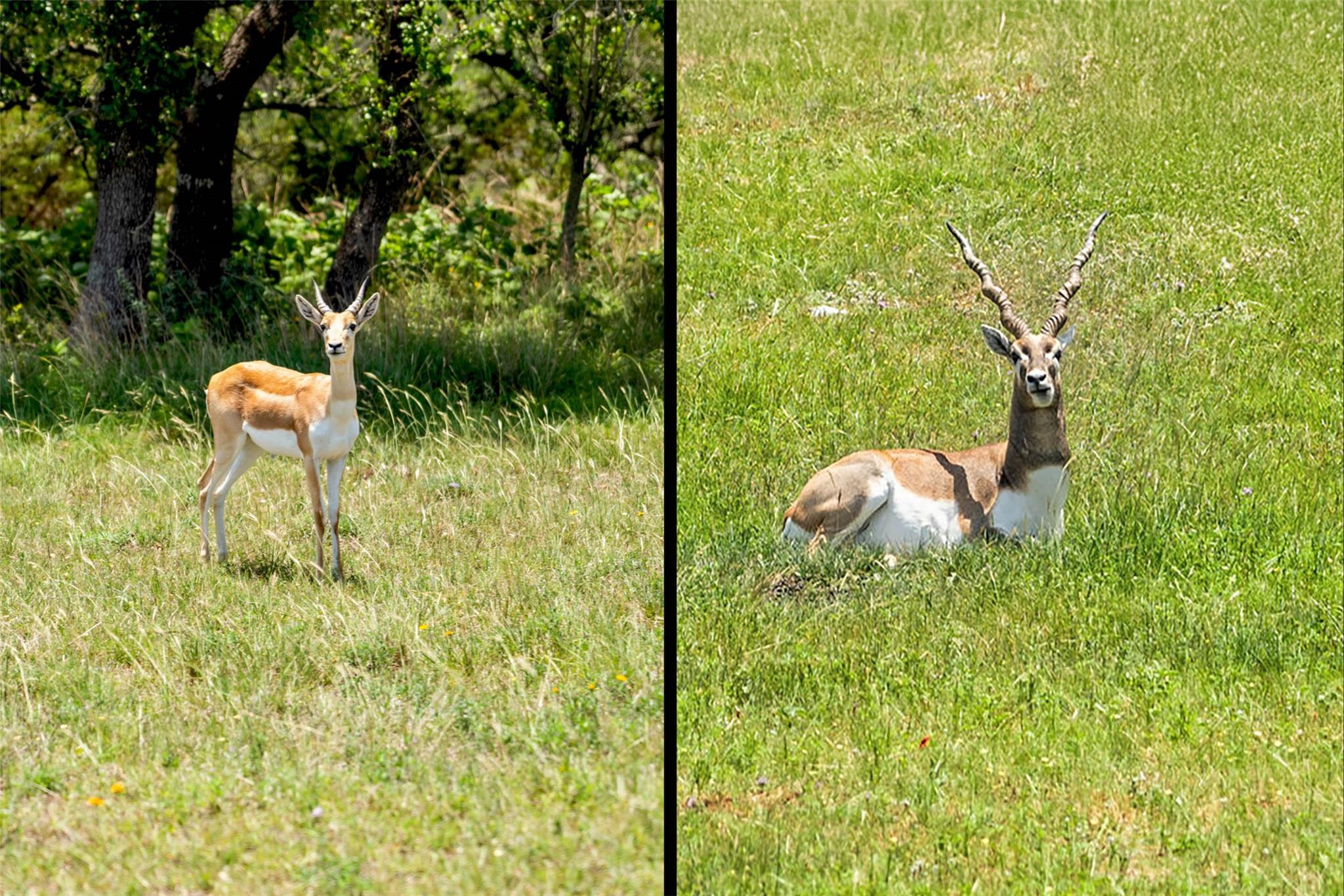 234 Elk Run Cv, Blanco, TX 78606