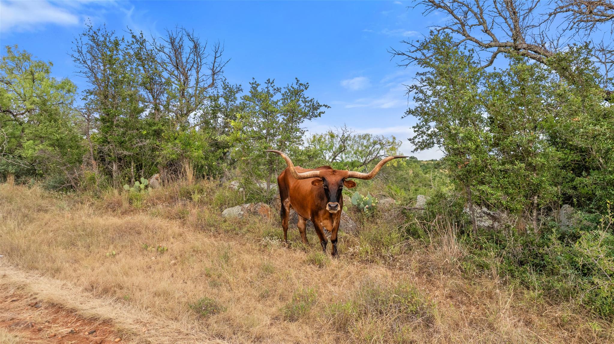 3503 Althaus-Davis Rd, Fredericksburg, TX 78624