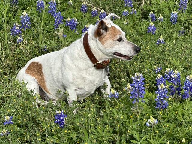 190 Carol Ann Dr, Austin, TX 78737