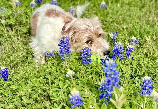 190 Carol Ann Dr, Austin, TX 78737