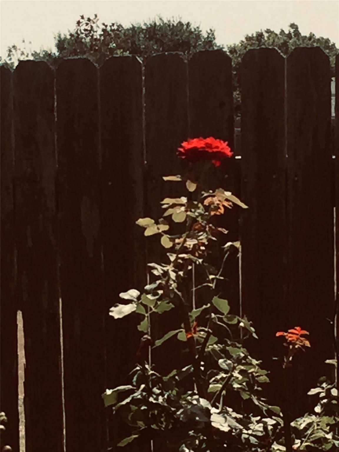 250 Engineers Pass, Jarrell, TX 76537