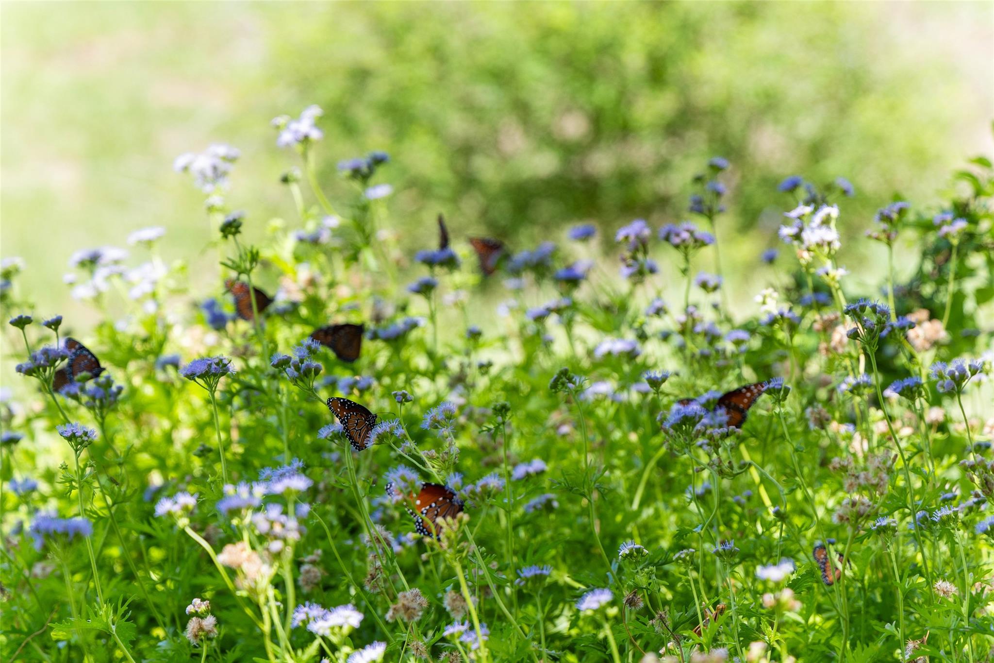 5059 Trainer Wuest Rd, Blanco, TX 78606