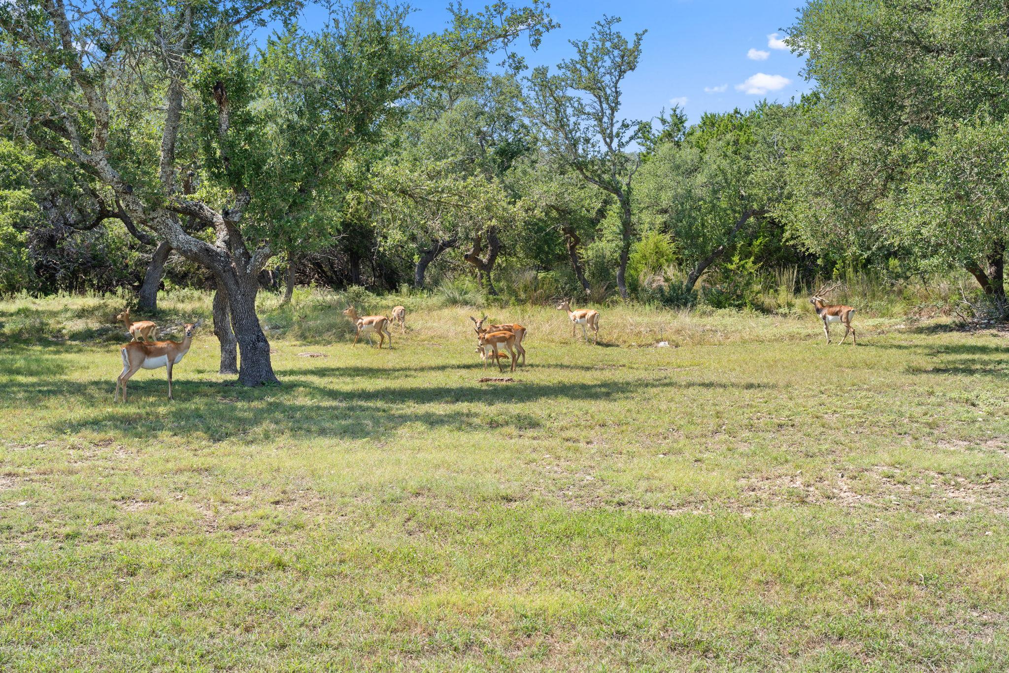000 Flickering Sky Cir, Blanco, TX 78606