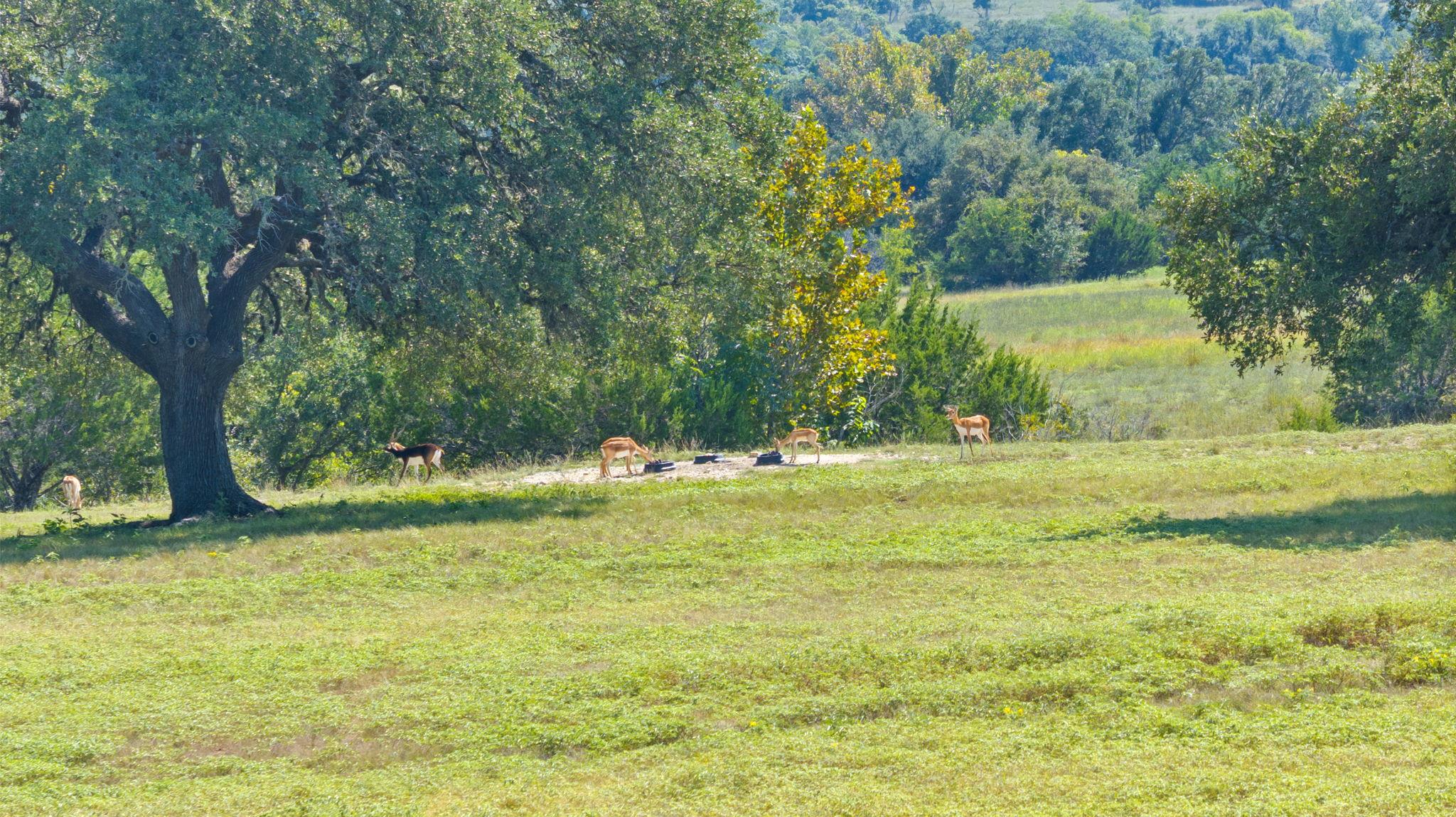 000 Flickering Sky Cir, Blanco, TX 78606