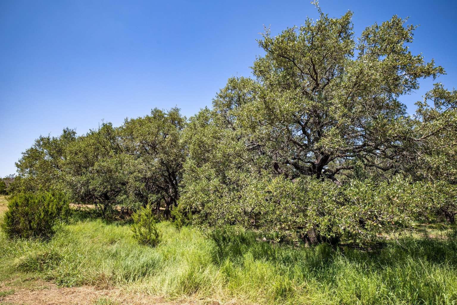 1337 PR 3440, Kempner, TX 76539