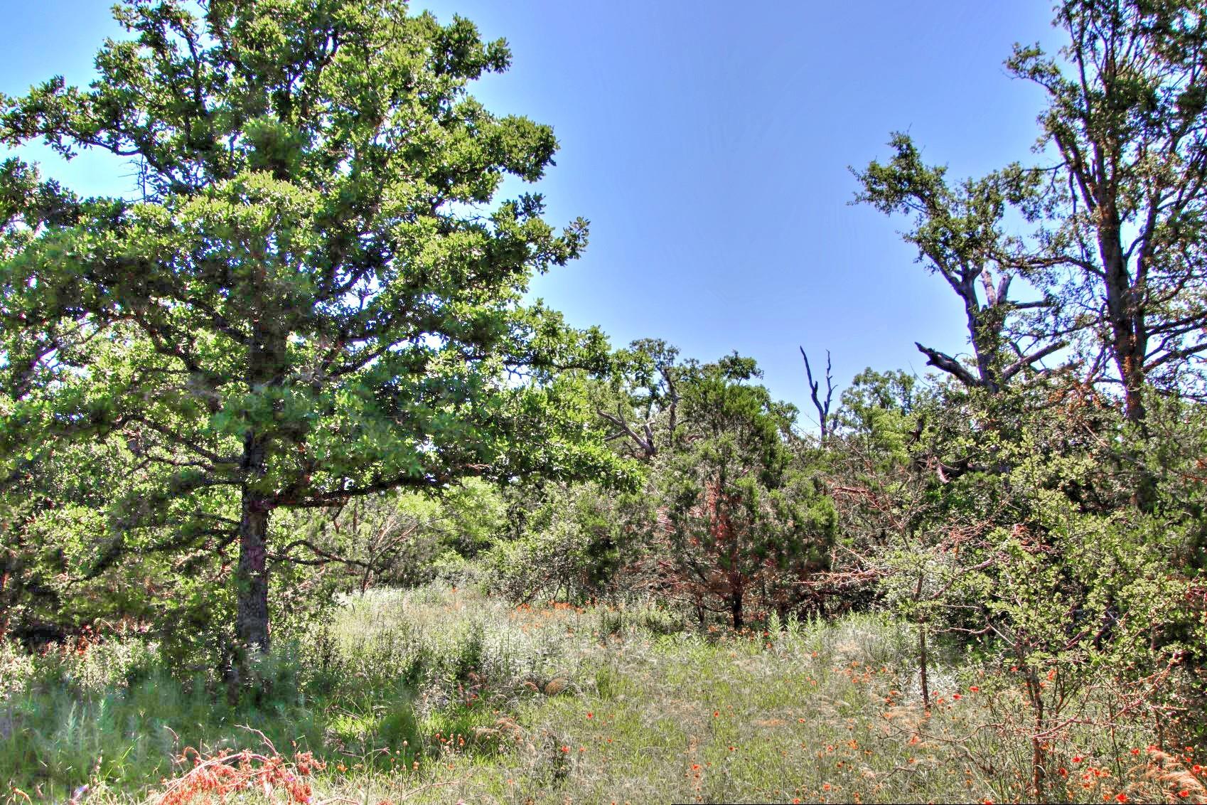 Lot 6 RM 1323, Willow City, TX 78675