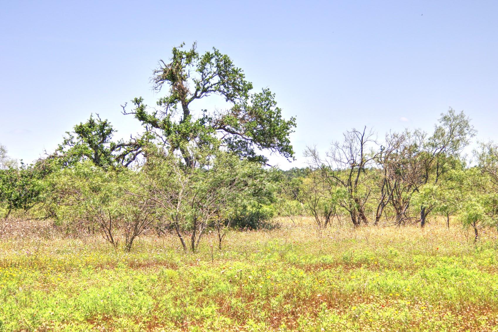 Lot 6 RM 1323, Willow City, TX 78675