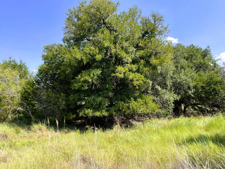 153 Live Oak Mott Dr, Goldthwaite, TX 76844