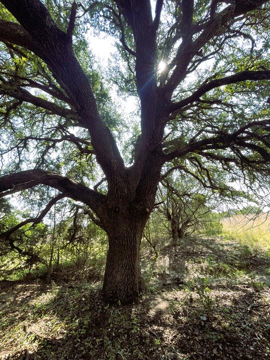 153 Live Oak Mott Dr, Goldthwaite, TX 76844