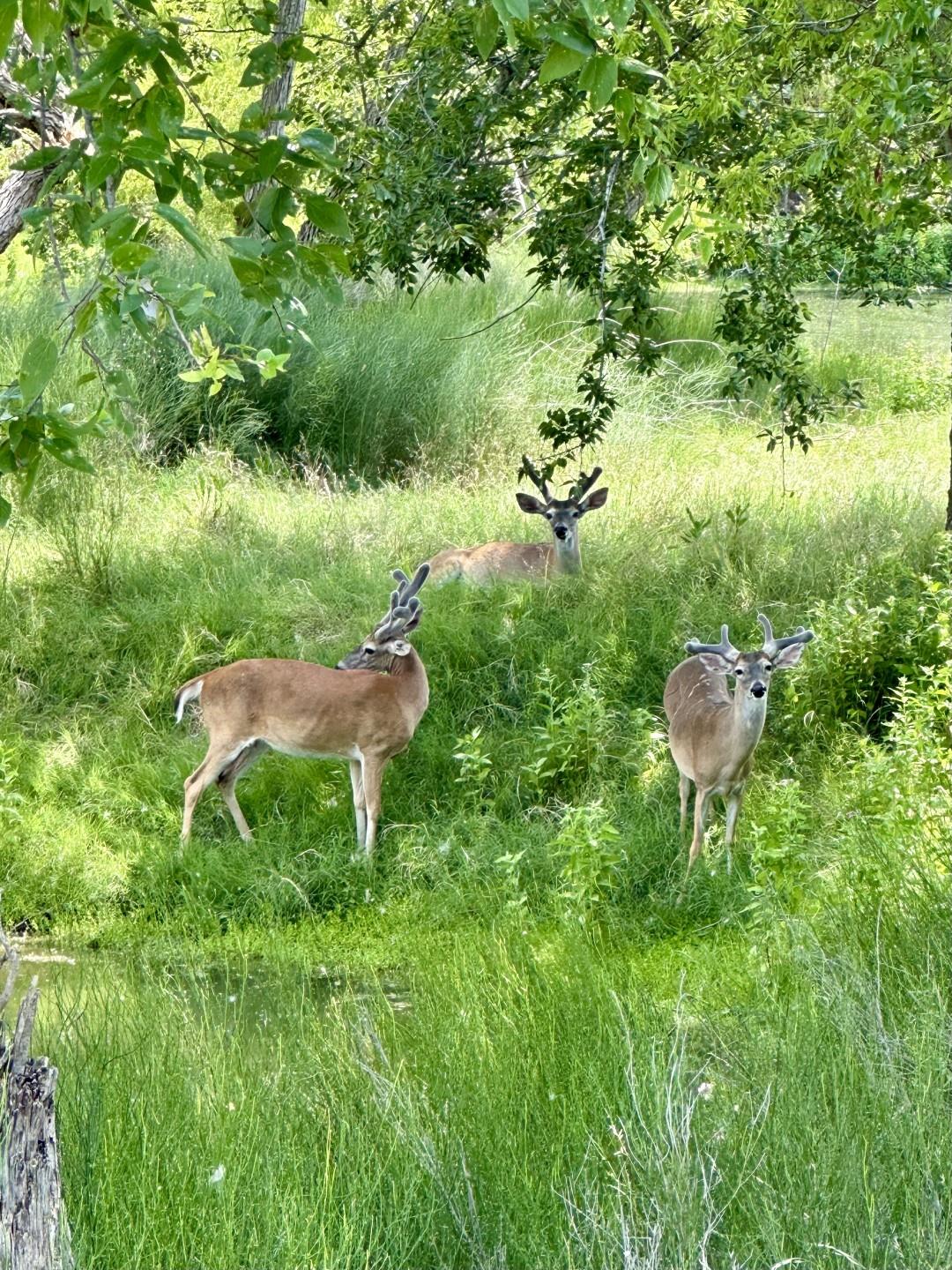 10745 & 10767 Rosemar Ln Ln, Adkins, TX 78101