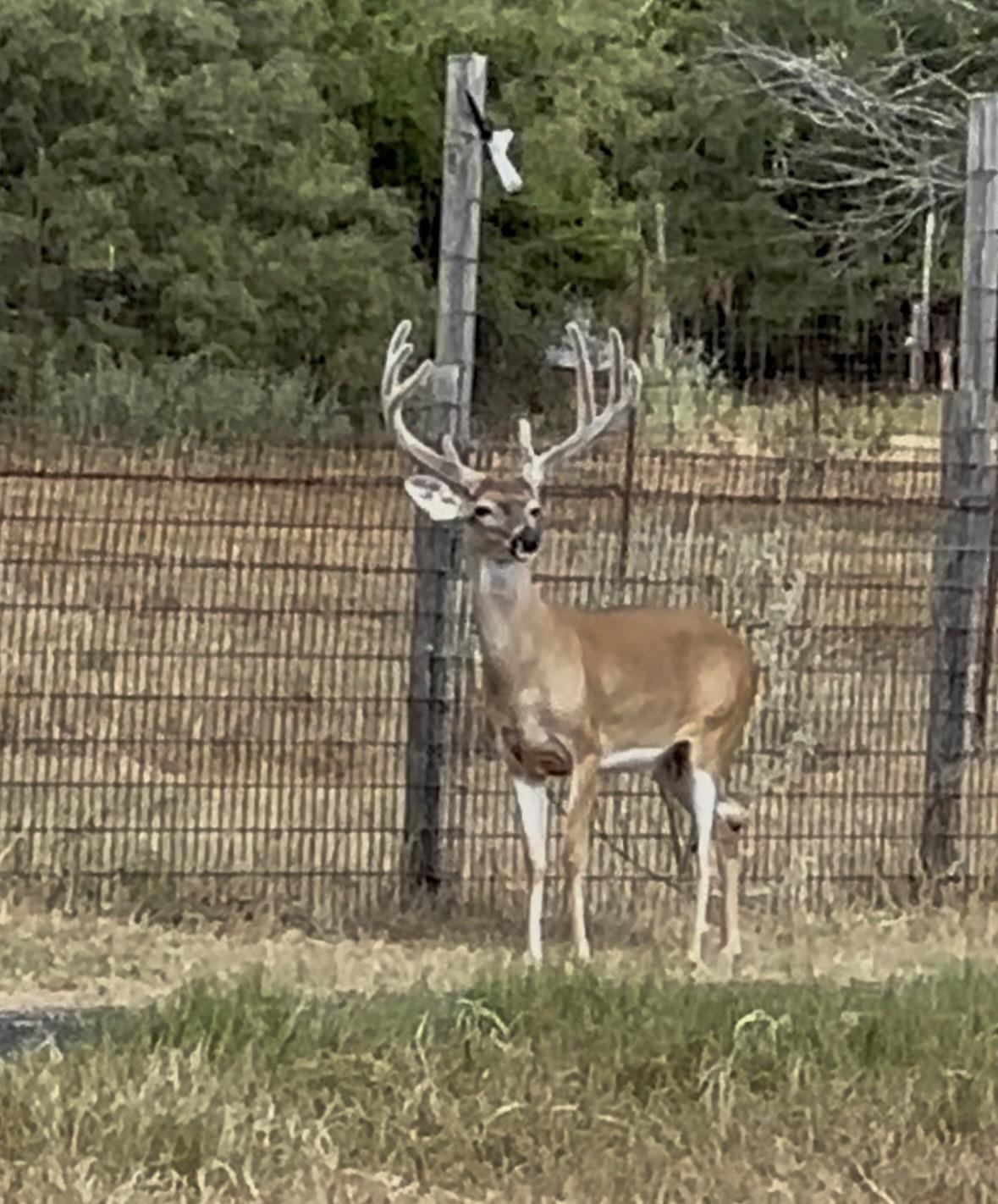 10745 & 10767 Rosemar Ln Ln, Adkins, TX 78101