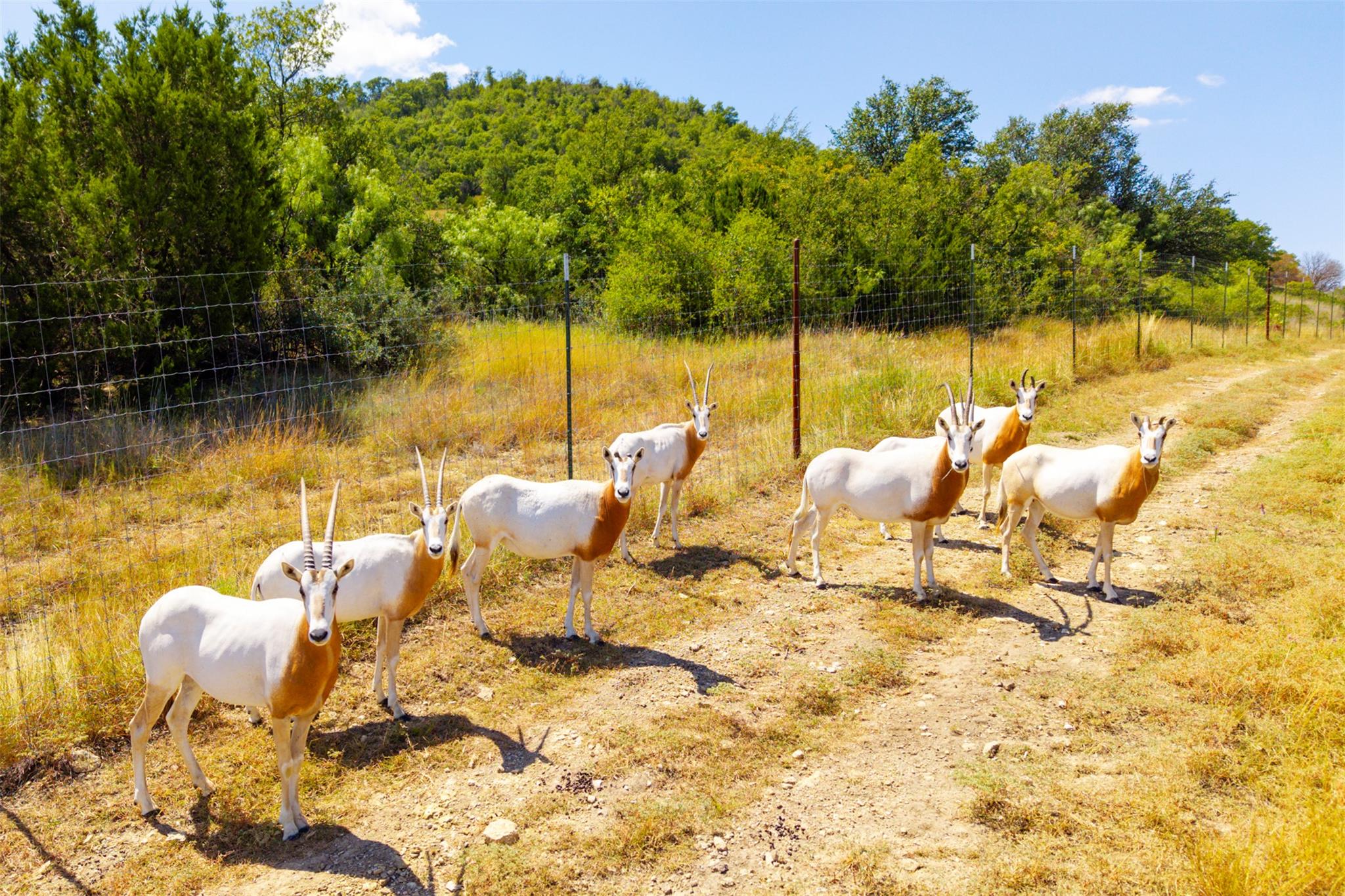 3021 Farm to Market 1689, Comanche, TX 76442