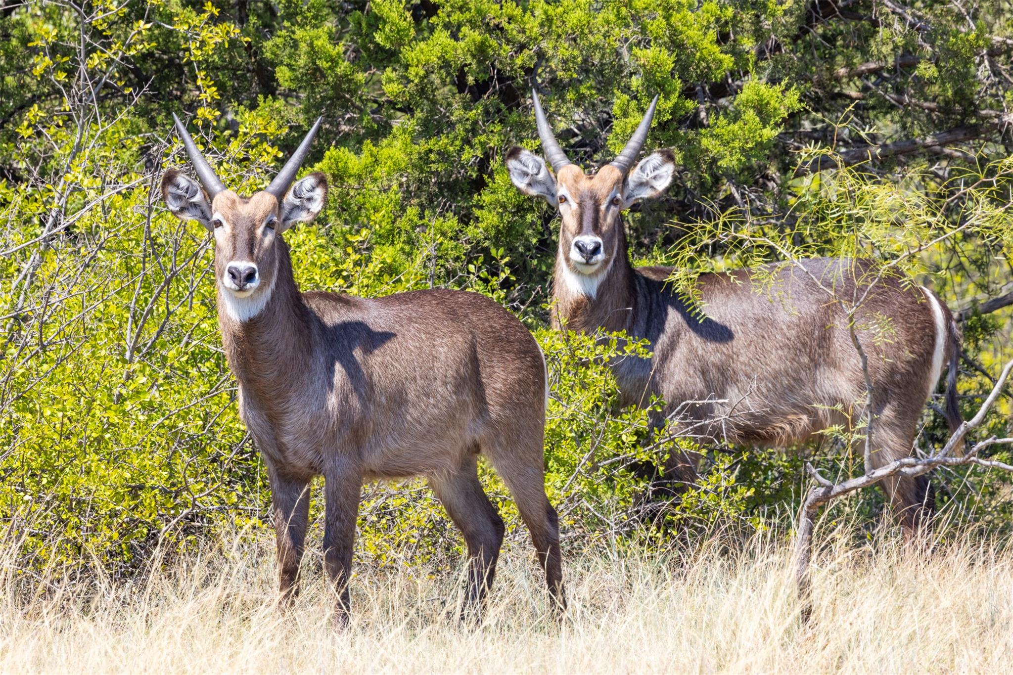 3021 Farm to Market 1689, Comanche, TX 76442