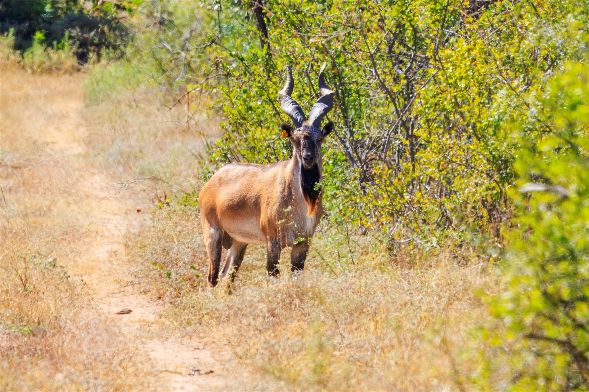 3021 Farm to Market 1689, Comanche, TX 76442